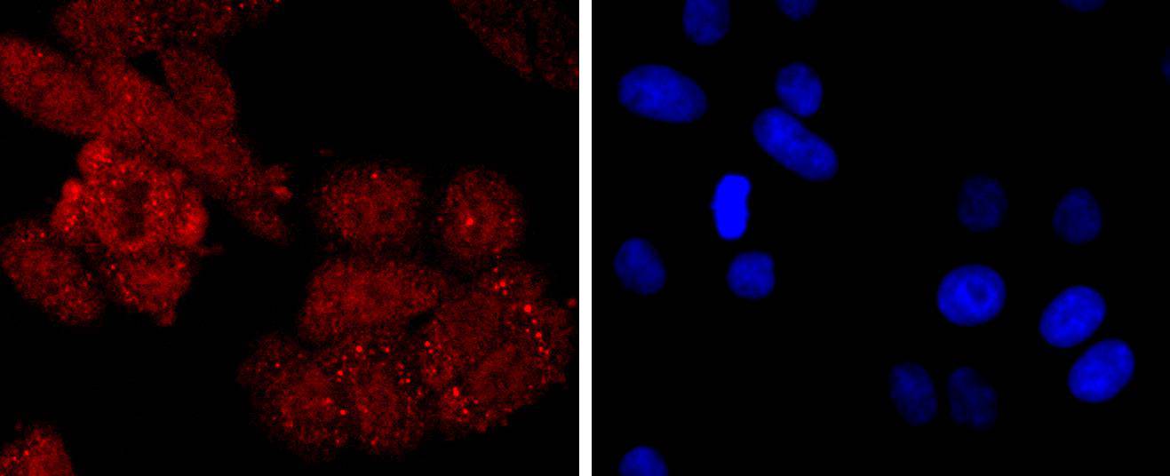 NEDD8 Rabbit mAb