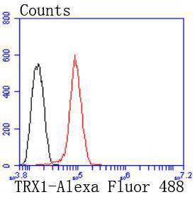 Thioredoxin Rabbit mAb