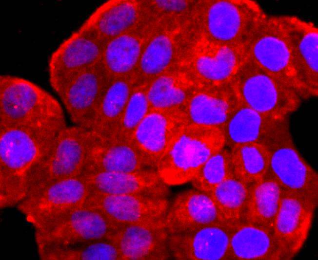 ARF6 Rabbit mAb