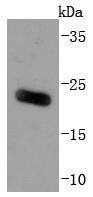 ARF6 Rabbit mAb