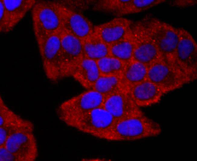 CD19 Rabbit mAb