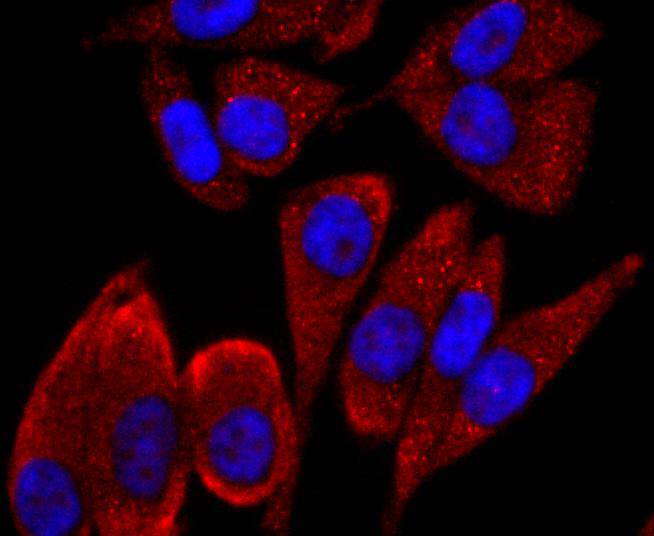 CD19 Rabbit mAb