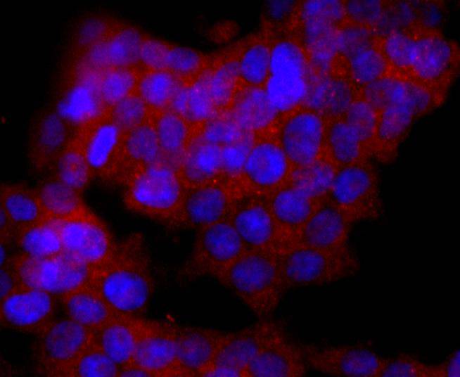 CD19 Rabbit mAb