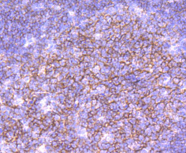 CD19 Rabbit mAb