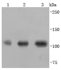 PGC1 alpha+beta Rabbit mAb