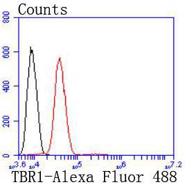 TBR1 Rabbit mAb