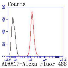 ADAM17 Rabbit mAb