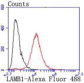 Laminin beta 1 Rabbit mAb