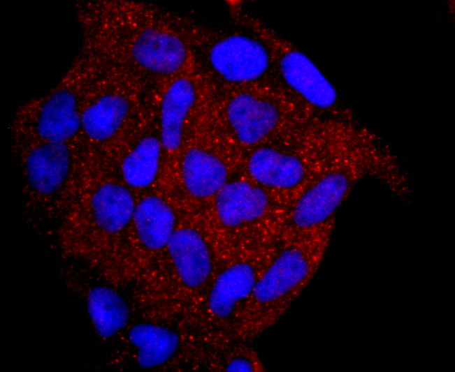 Myeloperoxidase Rabbit mAb