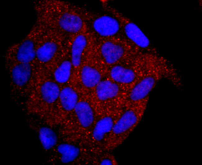 Myeloperoxidase Rabbit mAb