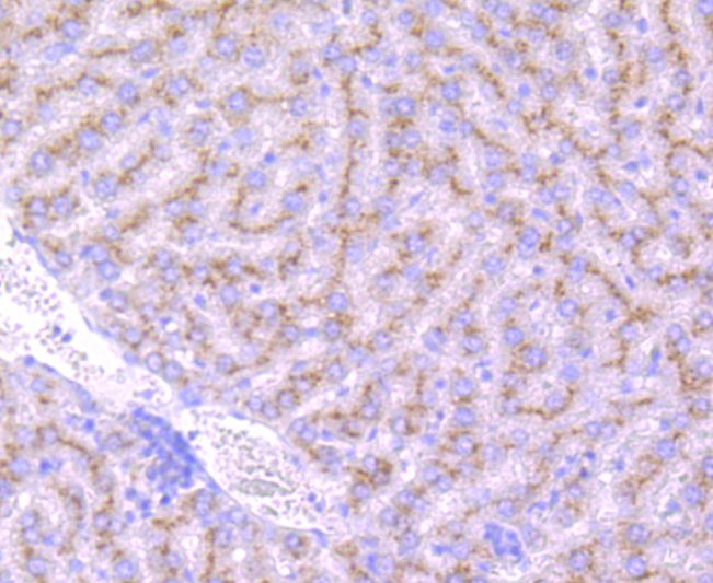 GBA Rabbit mAb