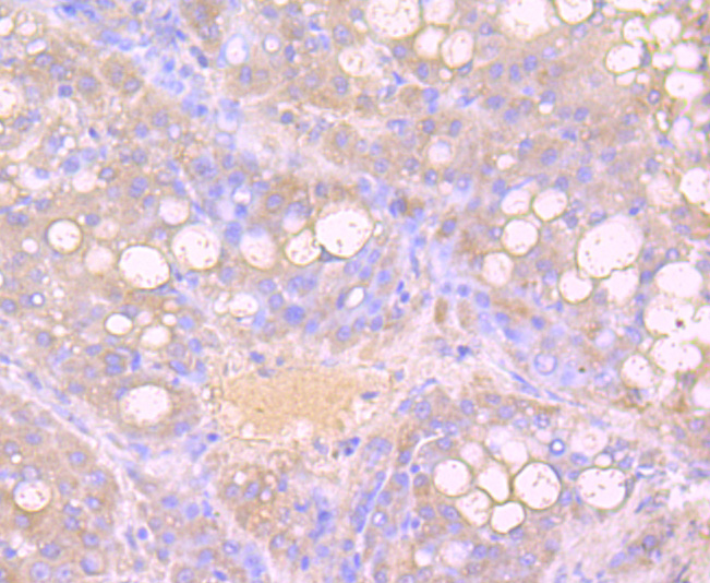 Growth Hormone Rabbit mAb