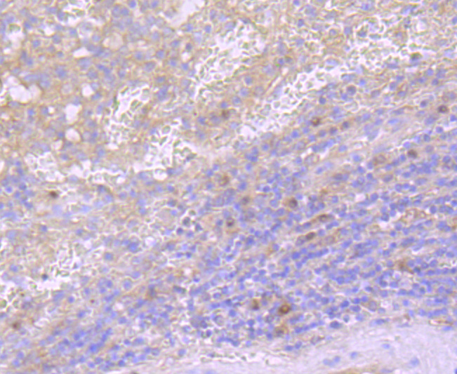 CD40L Rabbit mAb - SAB | Signalway Antibody