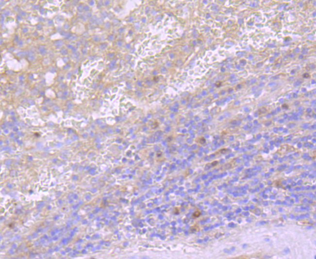 CD40L Rabbit mAb