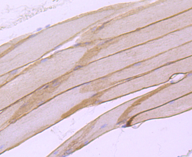 alpha sarcoglycan Rabbit mAb
