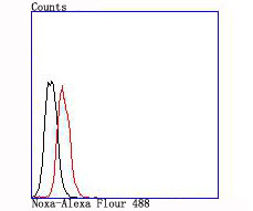 Noxa Rabbit mAb