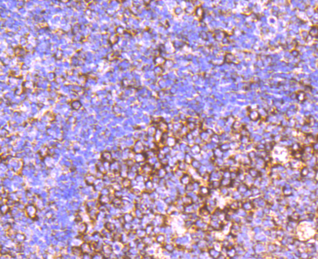 CD39 Rabbit mAb