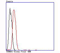 TXNRD1 Rabbit mAb