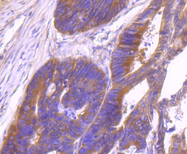 Id1 Rabbit mAb