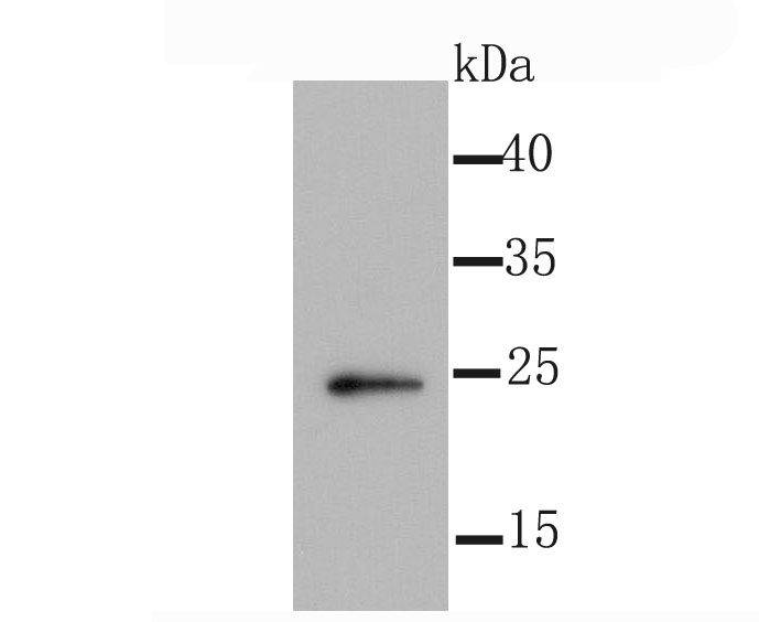 Id1 Rabbit mAb