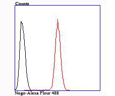 Nogo B Rabbit mAb