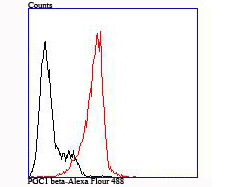 PGC1 beta Rabbit mAb