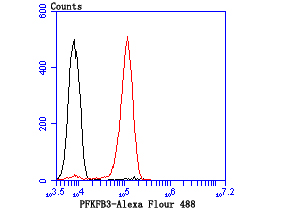PFKFB3 Rabbit mAb