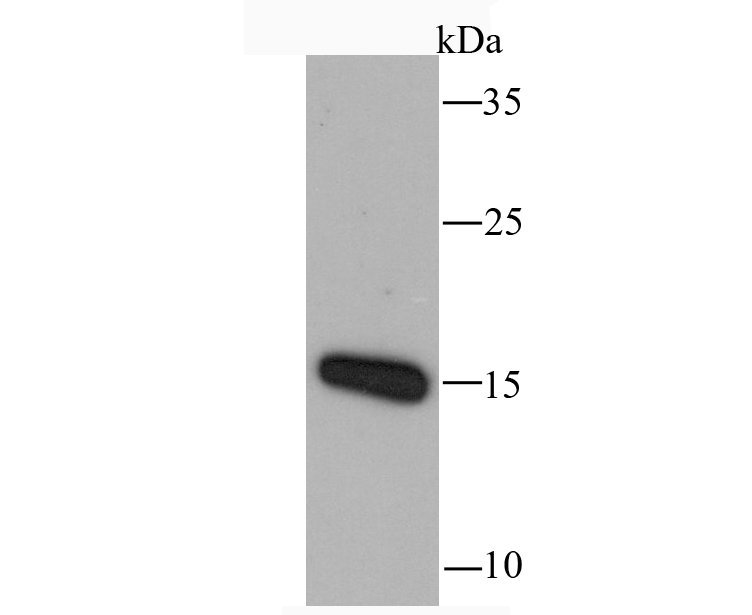 RANTES Rabbit mAb