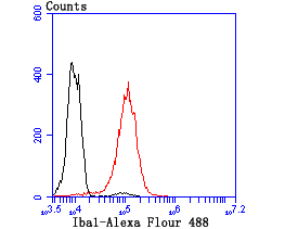 Iba1 Rabbit mAb