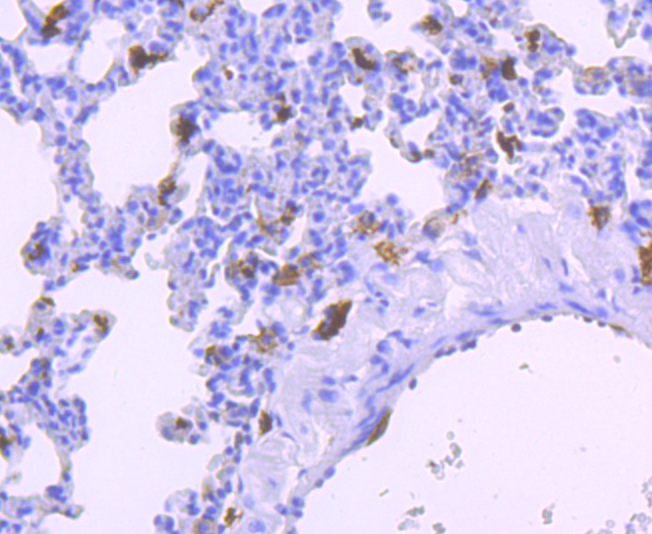 Iba1 Rabbit mAb