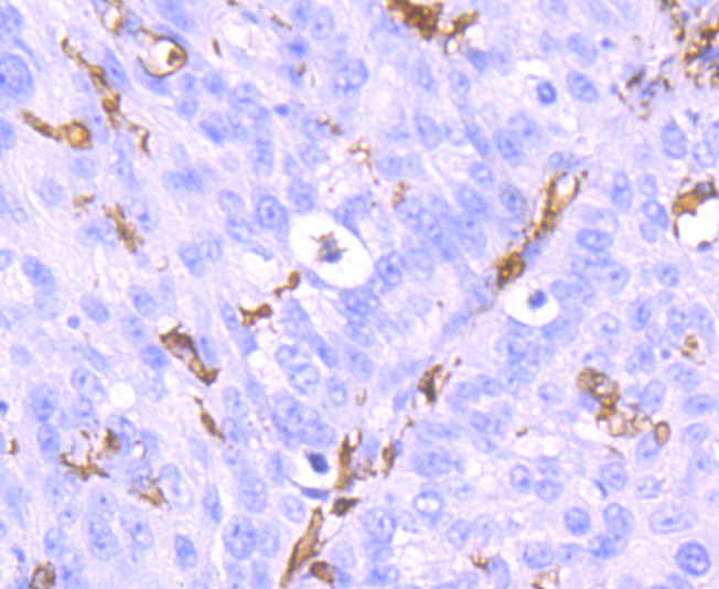 Iba1 Rabbit mAb