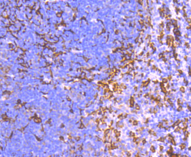 Iba1 Rabbit mAb