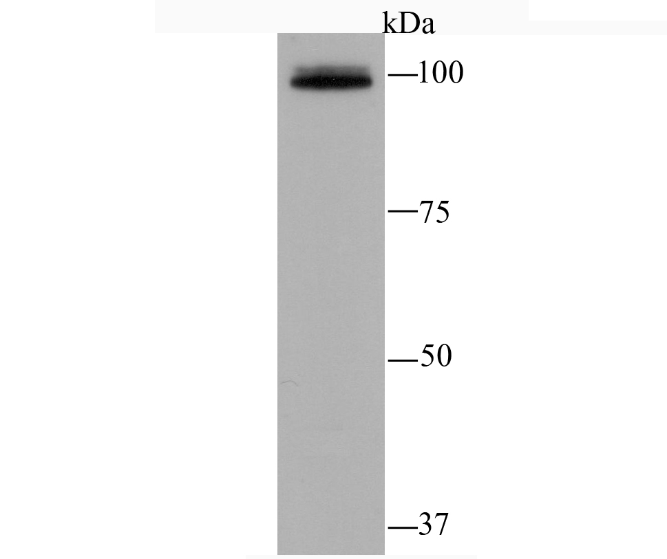 Epac1 Rabbit mAb