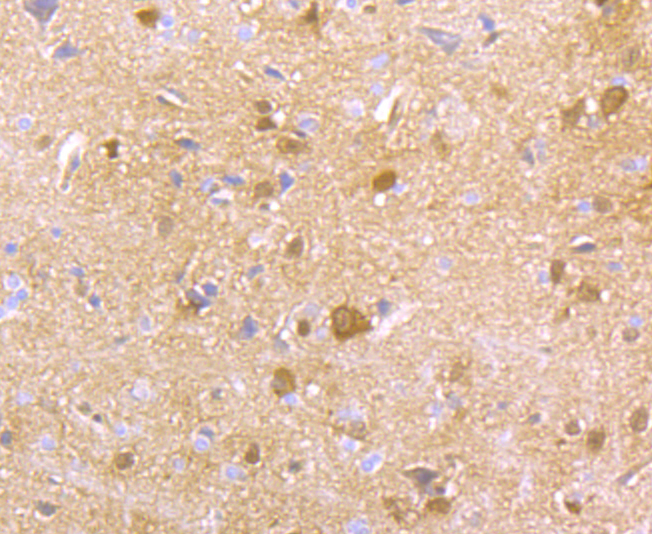 HPRT Rabbit mAb