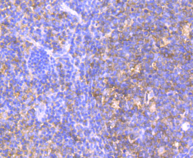 HPRT Rabbit mAb