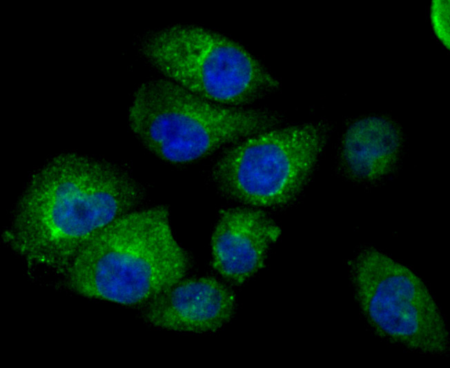 Fragilis Rabbit mAb