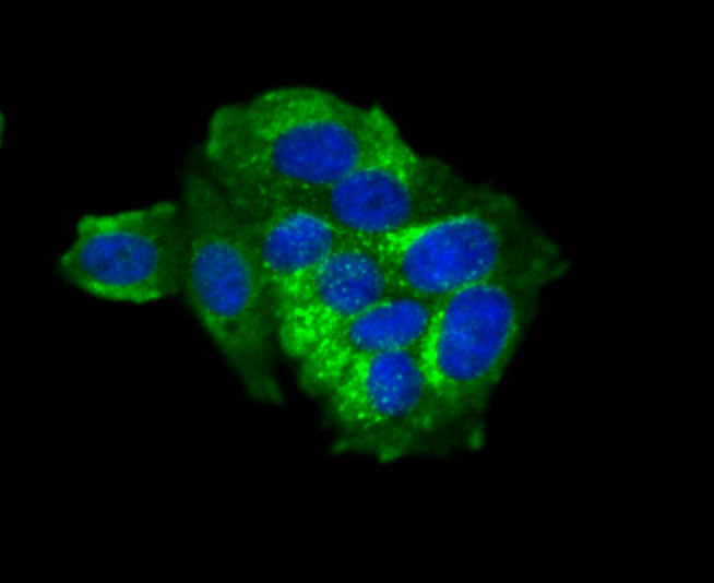 Fragilis Rabbit mAb