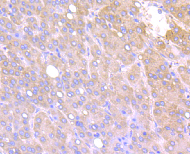 Fragilis Rabbit mAb