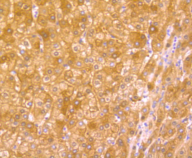 Hemopexin Rabbit mAb