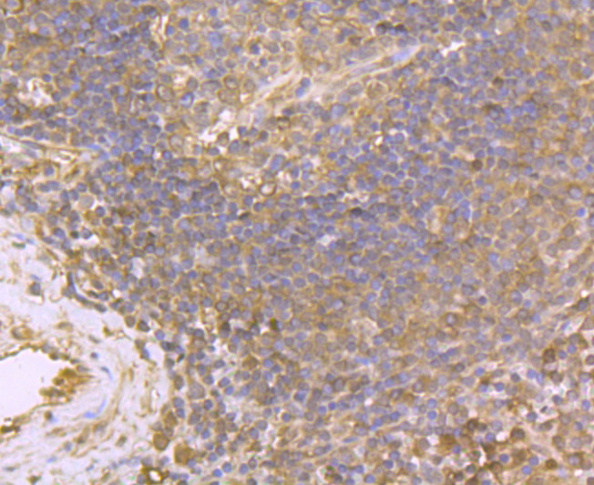 USP10 Rabbit mAb