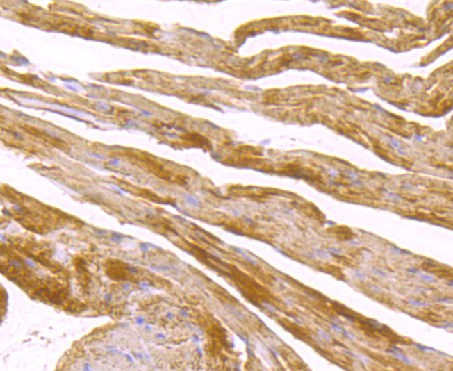 SDHB Rabbit mAb