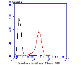 Involucrin Rabbit mAb
