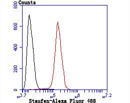 Staufen Rabbit mAb