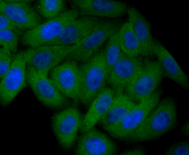 Staufen Rabbit mAb