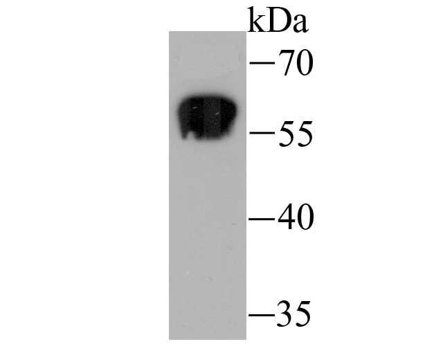 Staufen Rabbit mAb