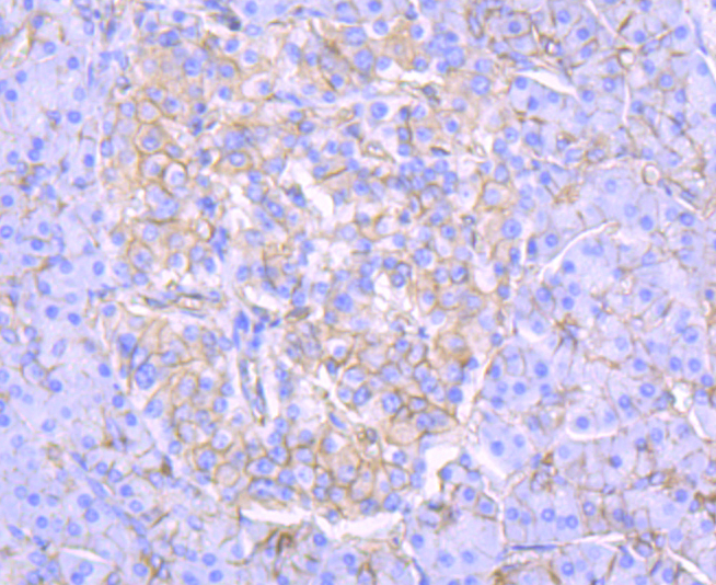 Alpha Fodrin Rabbit mAb