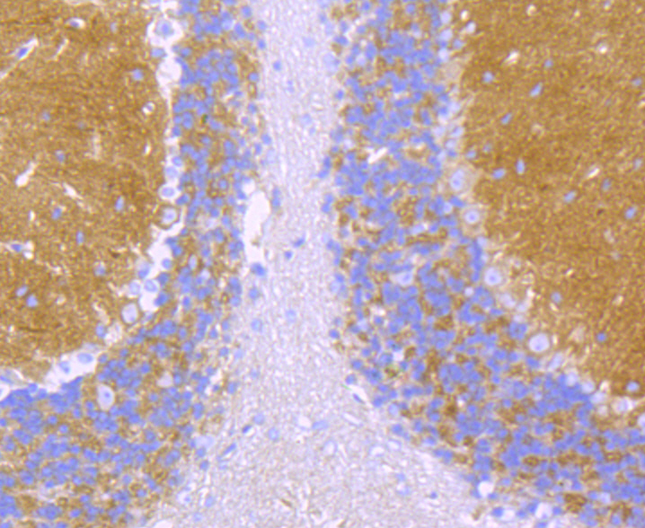 Alpha Fodrin Rabbit mAb