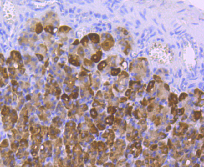 Carbonic anhydrase 2 Rabbit mAb