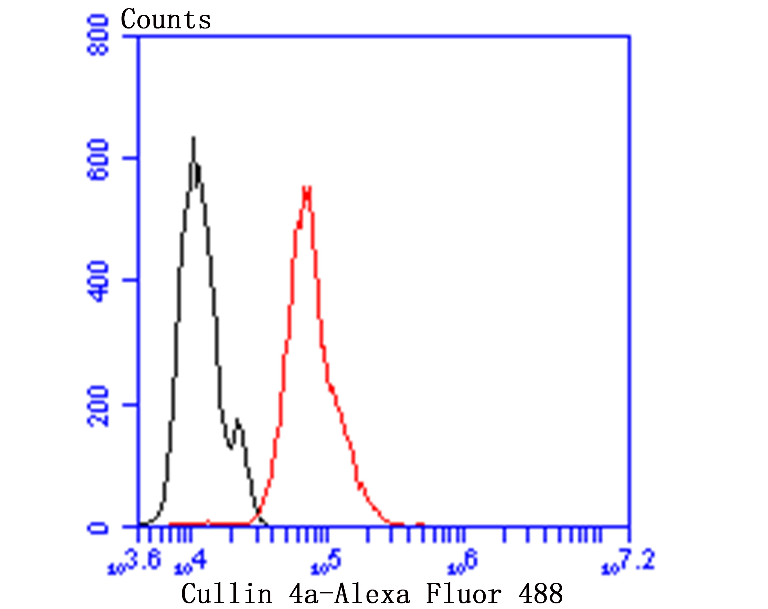 Cullin 4a Rabbit mAb