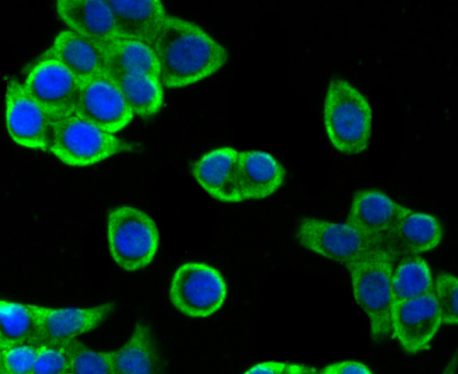 villin1 Rabbit mAb